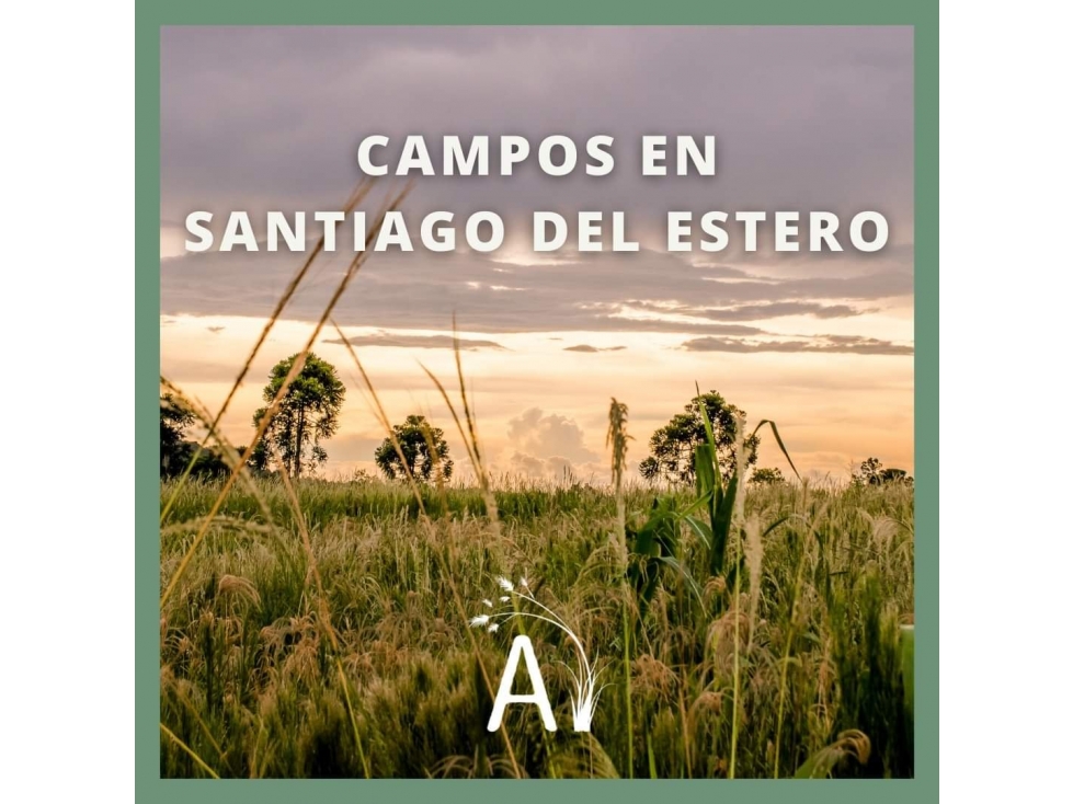 VENDO 745 HAS. DE CAMPO EN VILLA QUEBRACHOS - SANTIAGO DEL ESTERO - 2
