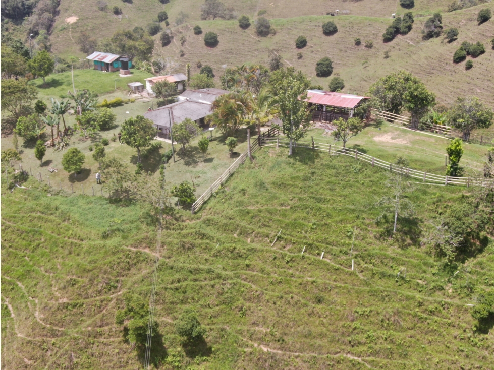 FINCA ENTRE PORCE Y YOLOMBÓ DE DOCE (12) HECTÁREAS EN BUEN SECTOR - 6