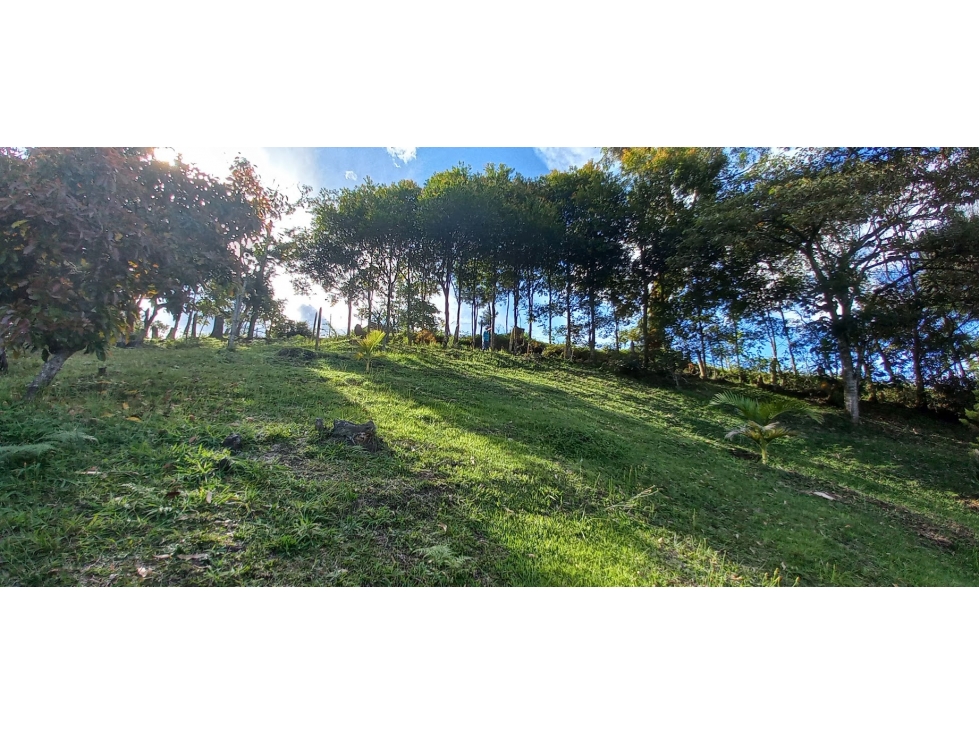 FINCA EN GUARNE CHAPARRAL RICA EN POTENCIAL — foto 4