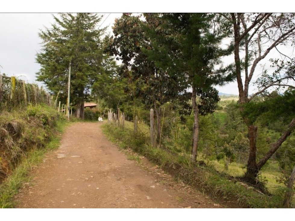 FINCA EN GUARNE CHAPARRAL RICA EN POTENCIAL — foto 5