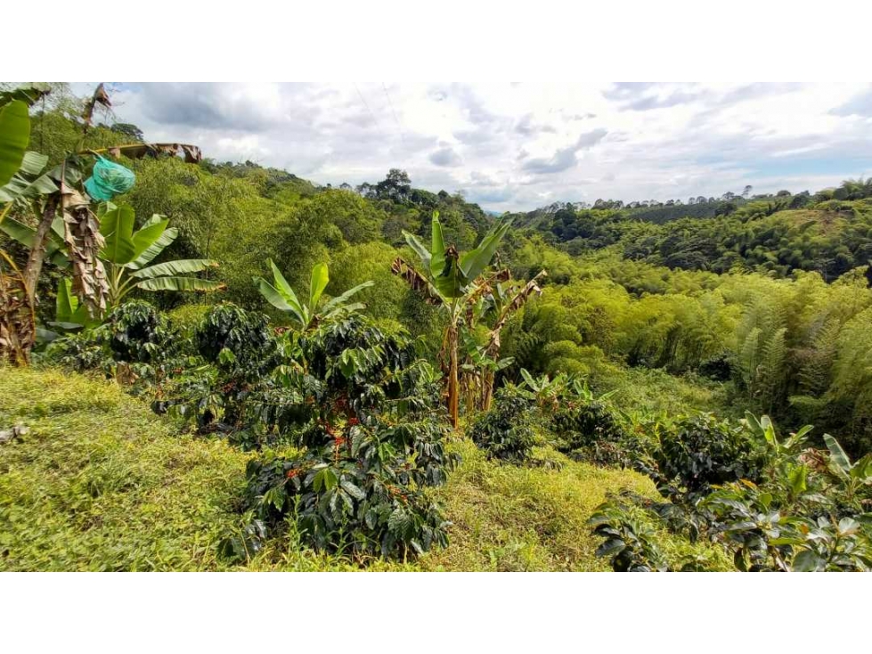 Finca en Barcelona cultivada en cafe y platano con hermosa vista - 1