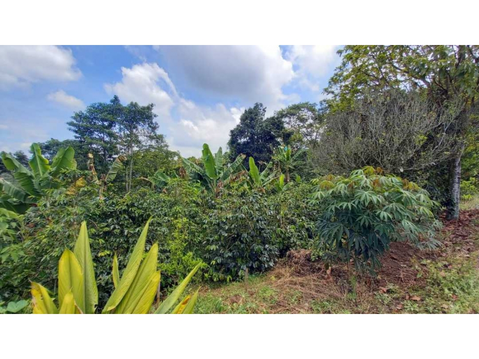 Finca de 13 cuadras en cafe platano y aguacate - 2