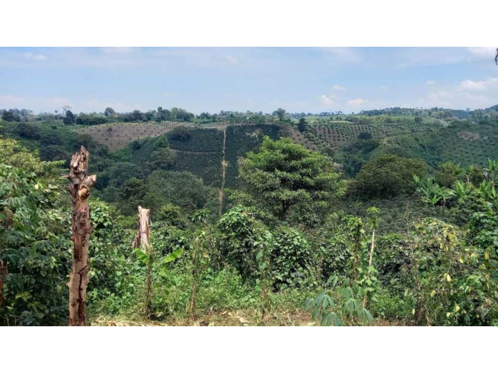 Finca de 13 cuadras en cafe platano y aguacate - 3