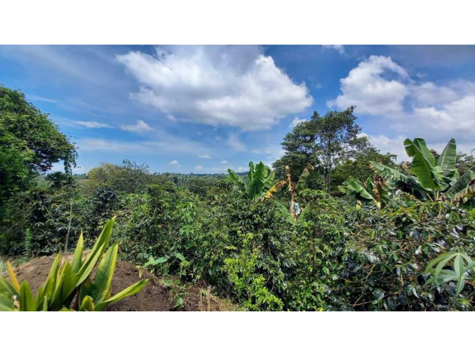 Finca de 13 cuadras en cafe platano y aguacate - 6