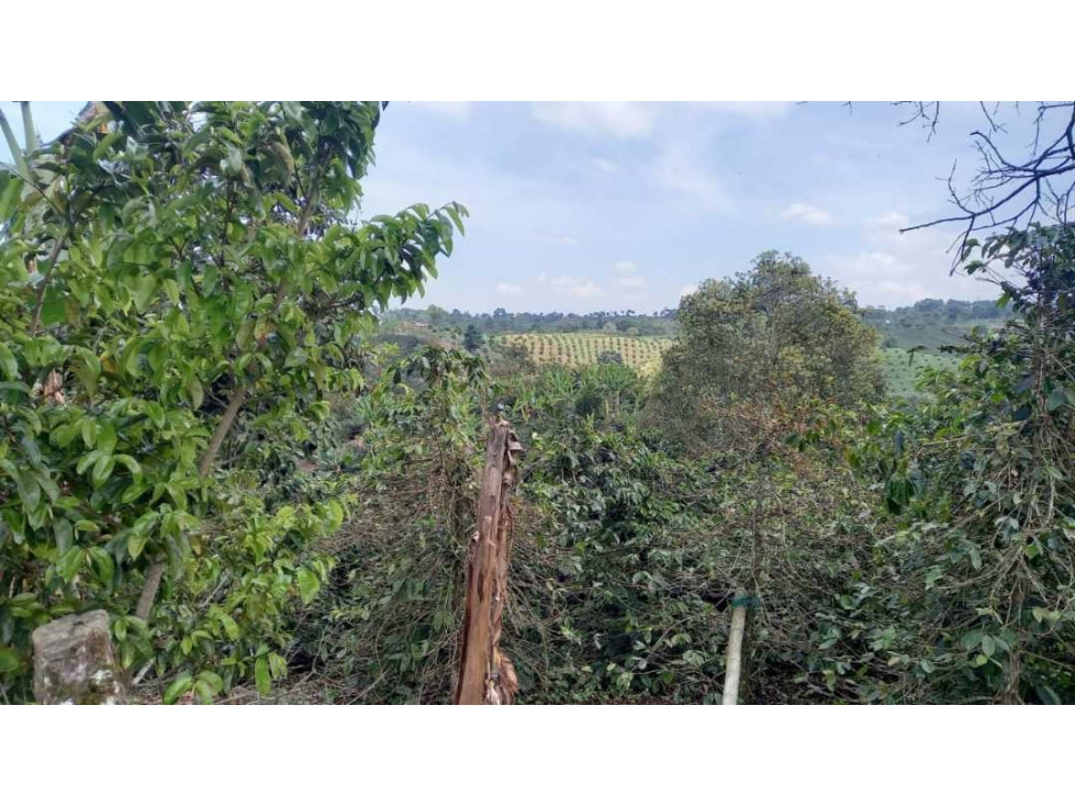 Finca de 13 cuadras en cafe platano y aguacate - 4