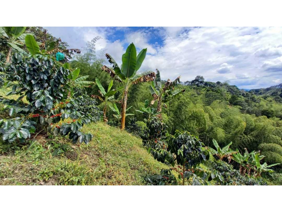 Finca en Barcelona cultivada en cafe y platano con hermosa vista - 2