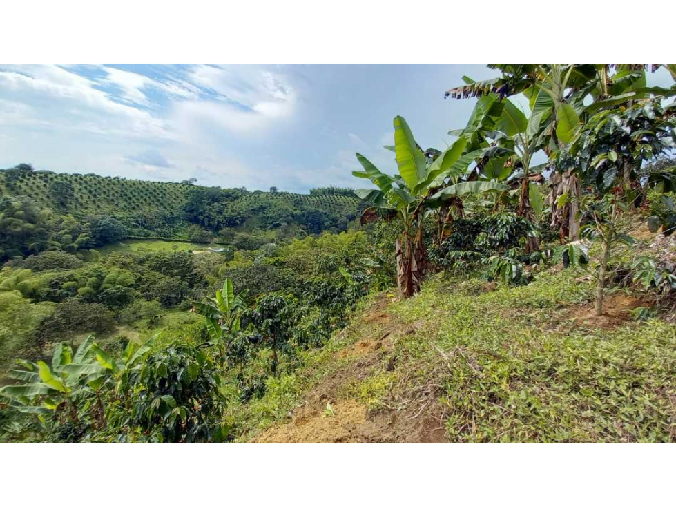 Finca en Barcelona cultivada en cafe y platano con hermosa vista - 3