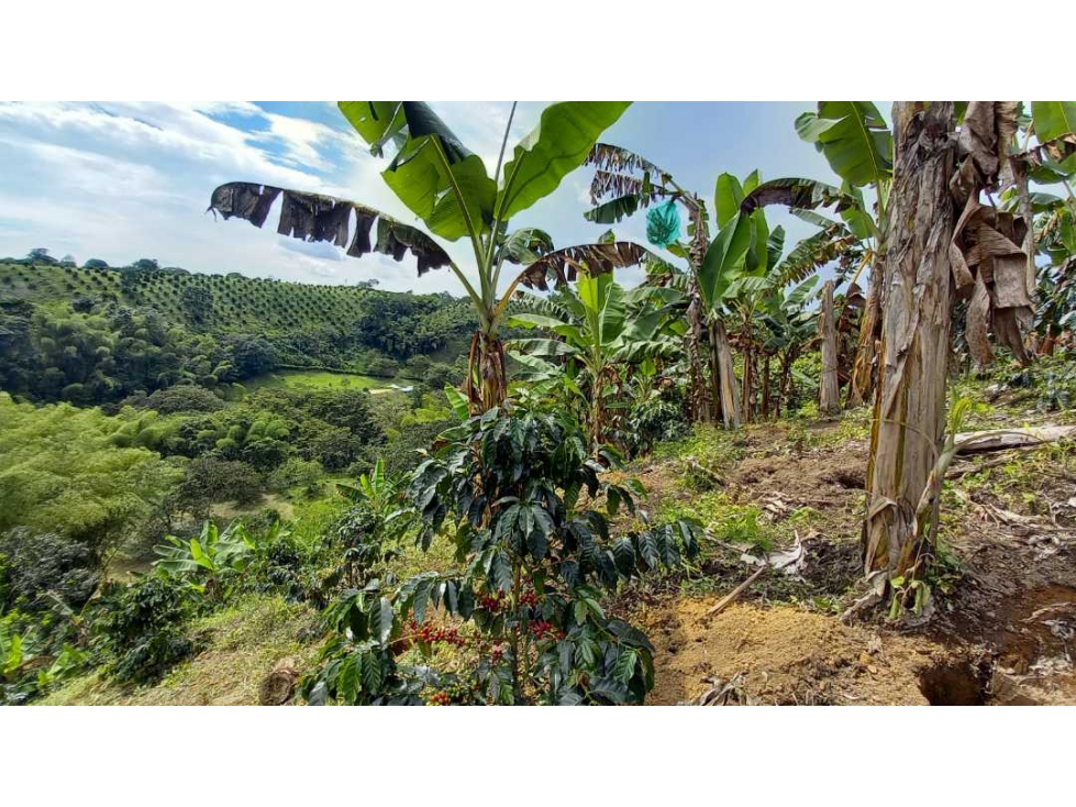 Finca en Barcelona cultivada en cafe y platano con hermosa vista - 4