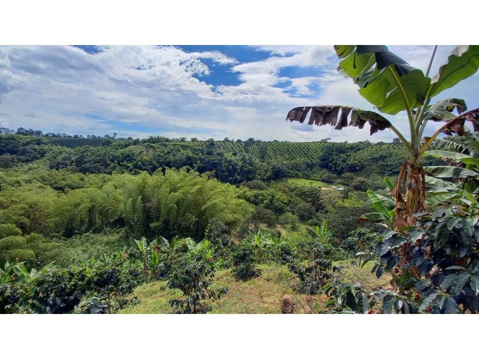 Finca en Barcelona cultivada en cafe y platano con hermosa vista - 5
