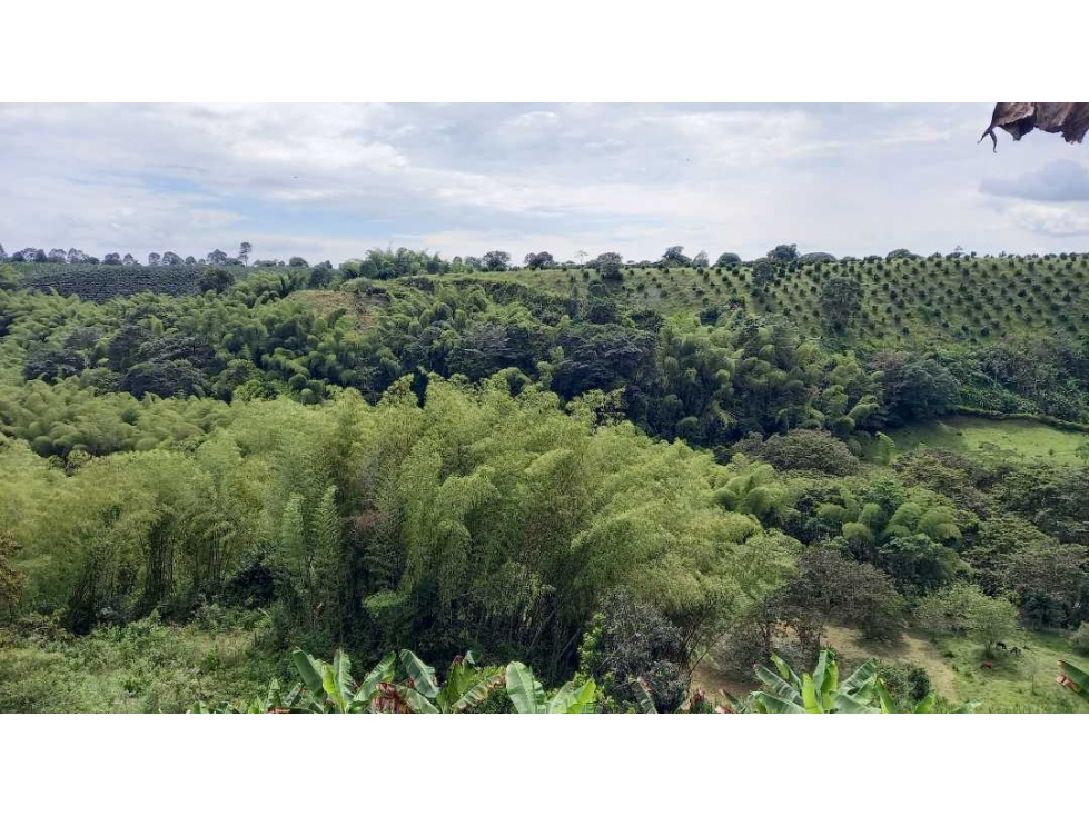 Finca en Barcelona cultivada en cafe y platano con hermosa vista - 6