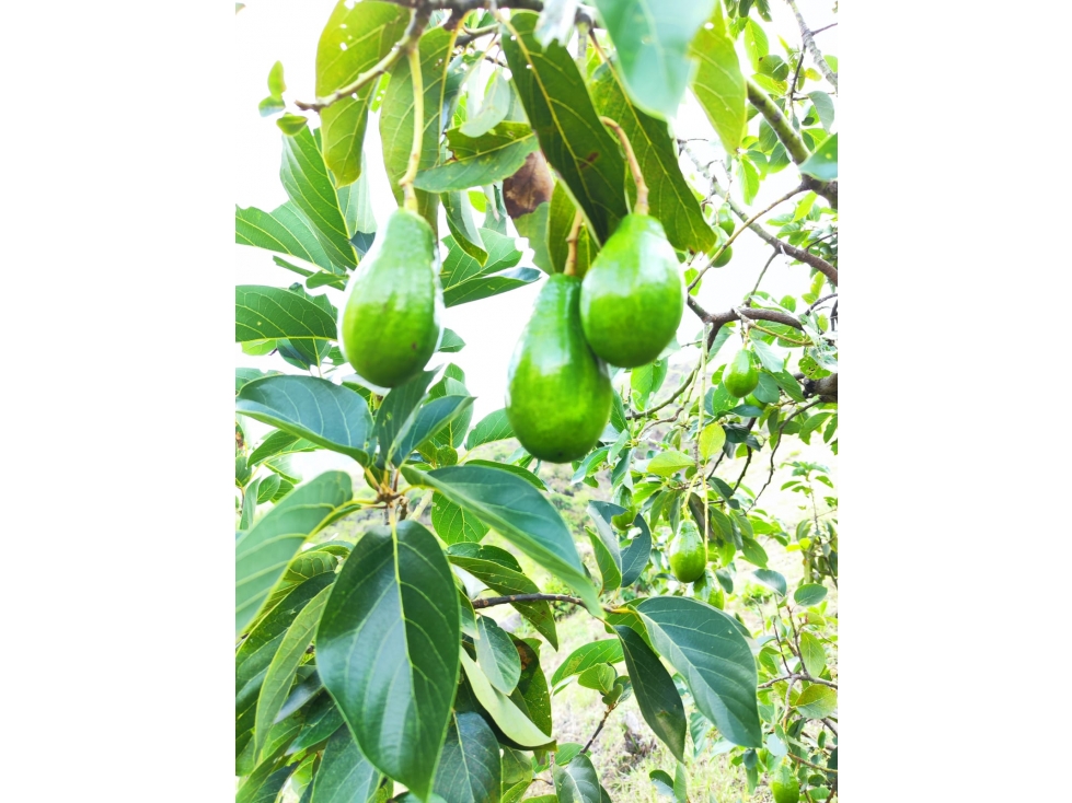 FINCA PRODUCTORA AGUACATE EN VENTA VIJES AMS.6749532 - 2