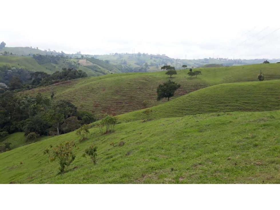Finca ganadera para la venta en Circasia - 2
