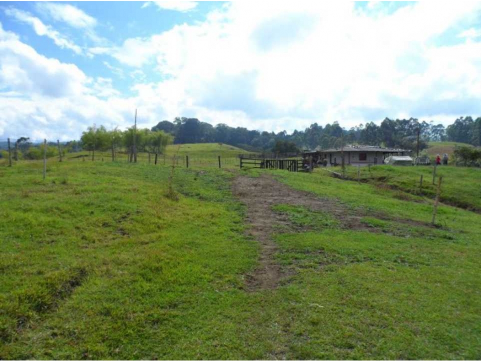Finca ganadera para la venta en Circasia - 3