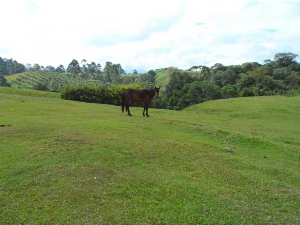 Finca ganadera para la venta en Circasia - 4