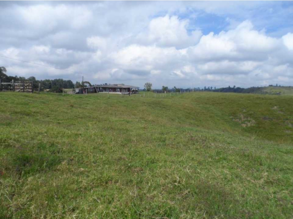Finca ganadera para la venta en Circasia - 5