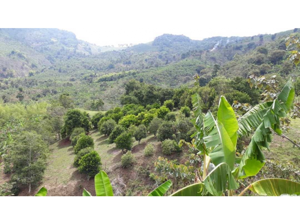 Finca cafetera en pijao - 3