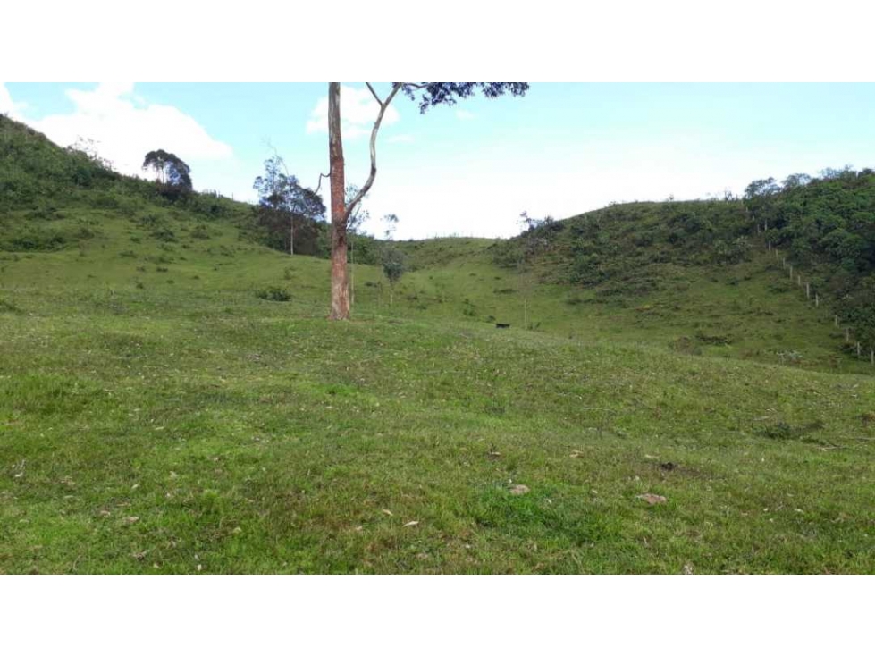 Finca Córdoba en pasto con bosque y nacimientos - 3