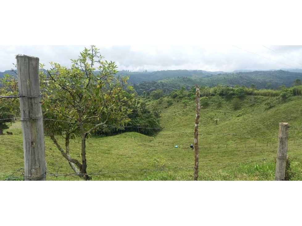 Lote para la venta en filandia con nacimiento de agua bosque y vista - 1