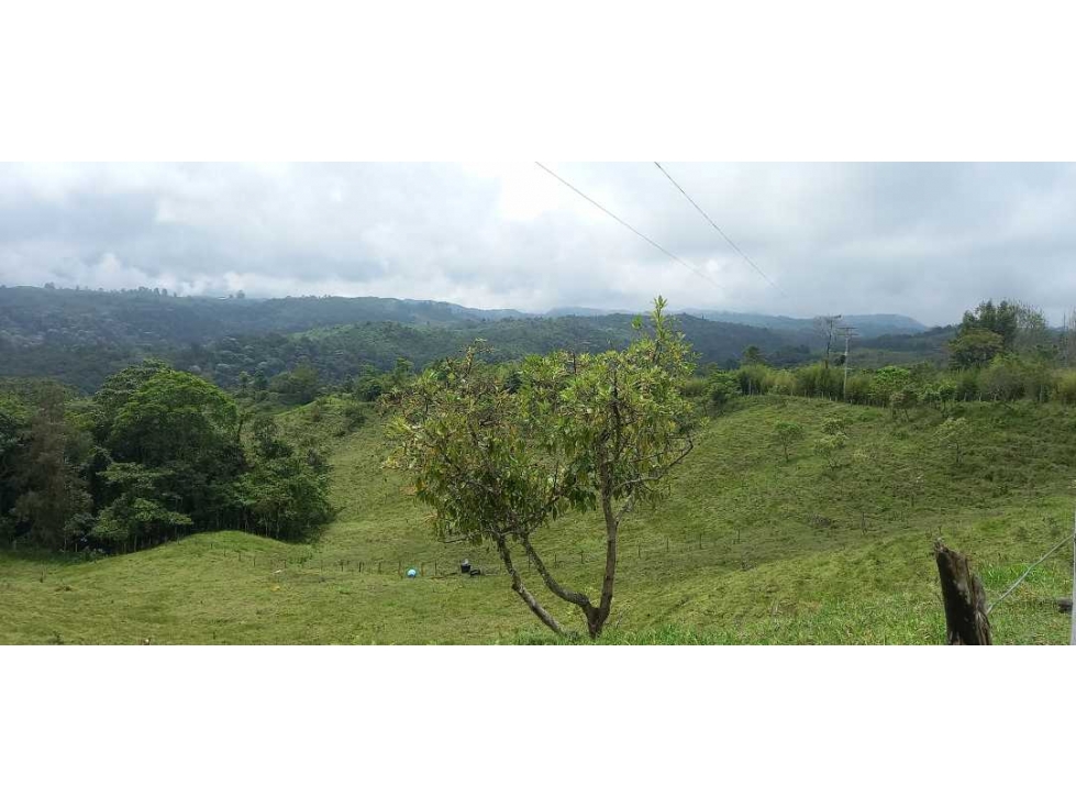 Lote para la venta en filandia con nacimiento de agua bosque y vista - 4