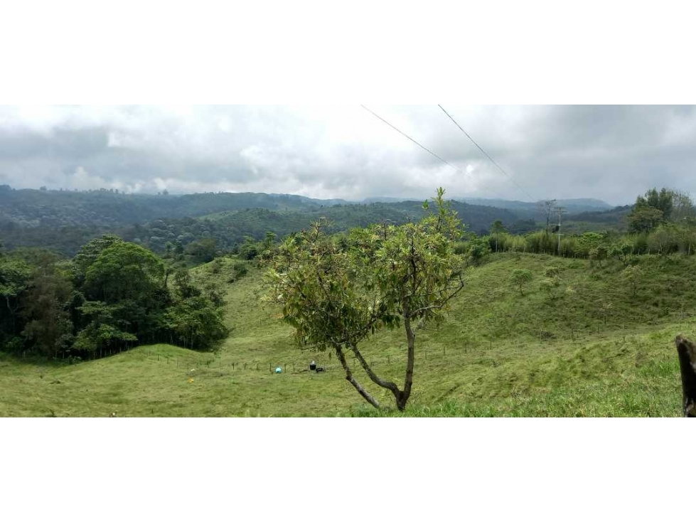 Lote para la venta en filandia con nacimiento de agua bosque y vista - 6