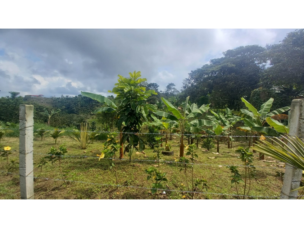 Finca para la venta en Filandia vía a Quimbaya - 3