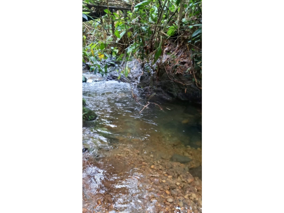 Finca para la venta en Filandia vía a Quimbaya - 4