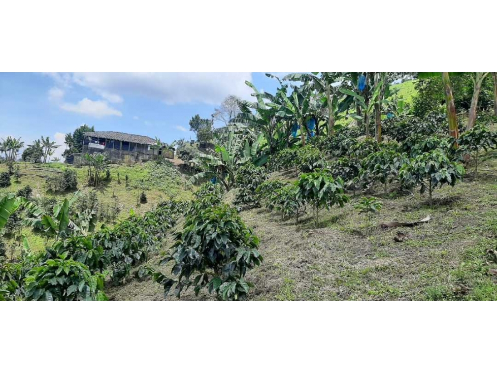 Finca cafetera para la venta vereda el chuzo Santa Rosa de Cabal - 5