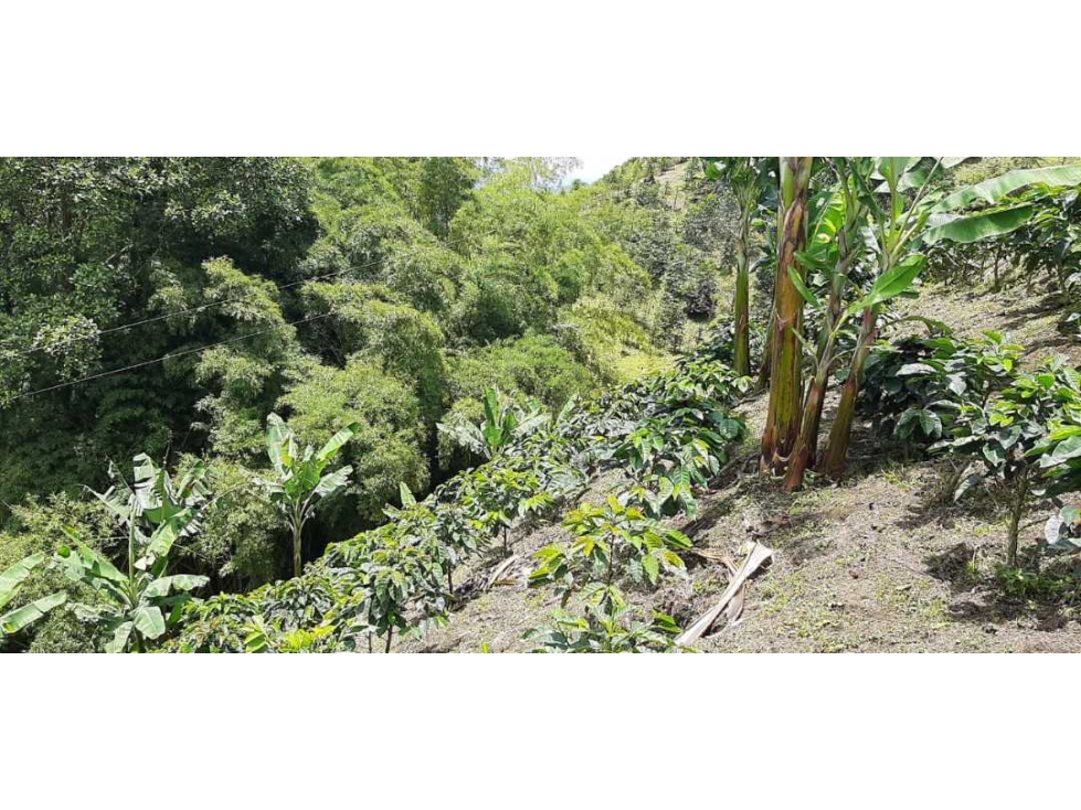 Finca cafetera para la venta vereda el chuzo Santa Rosa de Cabal - 6