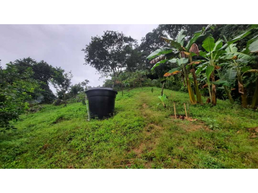 Finca productiva para la venta en San Isidro Valle 13 cuadras - 2