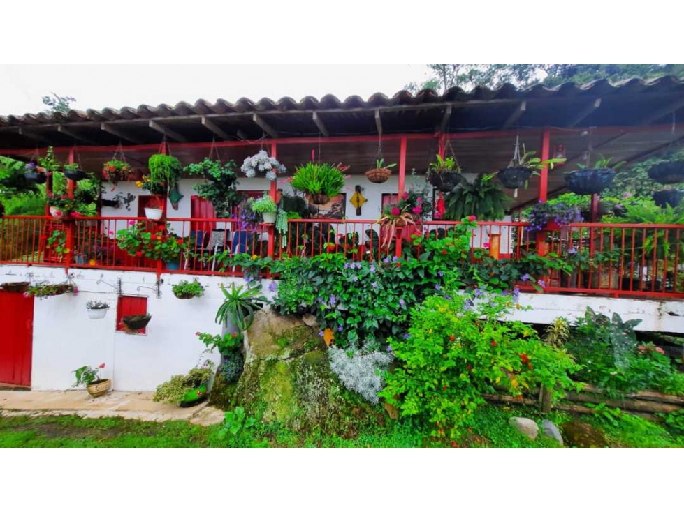 Finca productiva para la venta en San Isidro Valle 13 cuadras - 3