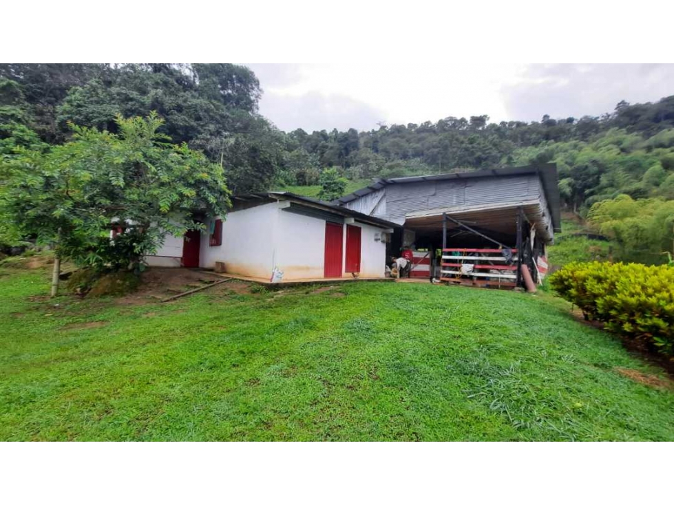 Finca productiva para la venta en San Isidro Valle 13 cuadras - 4