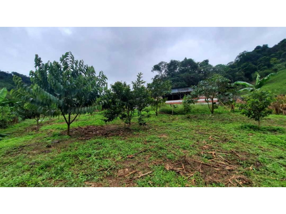 Finca productiva para la venta en San Isidro Valle 13 cuadras - 5