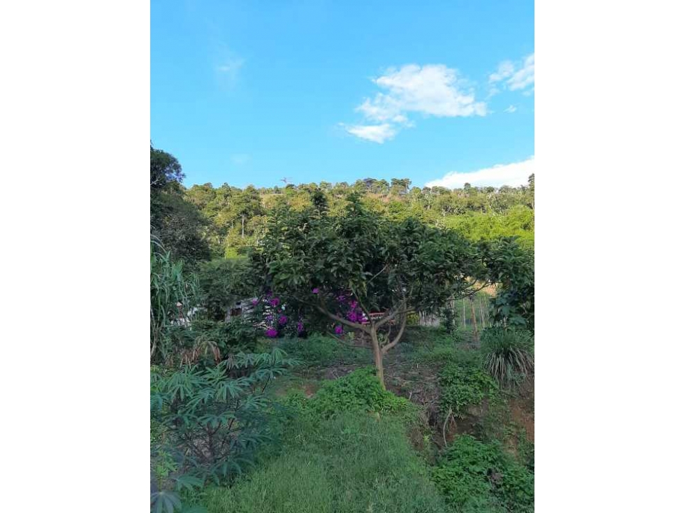 Finca productiva para la venta en San Isidro Valle 13 cuadras - 6