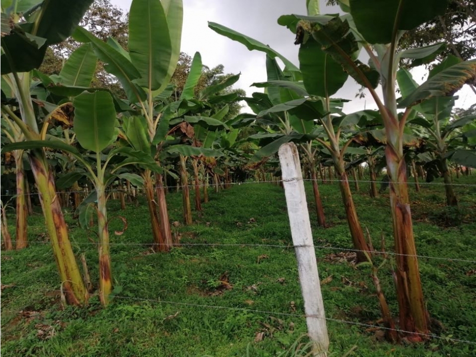 SE VENDE LOTE EN KM 34 EL PALMAR-DAGUA - 3