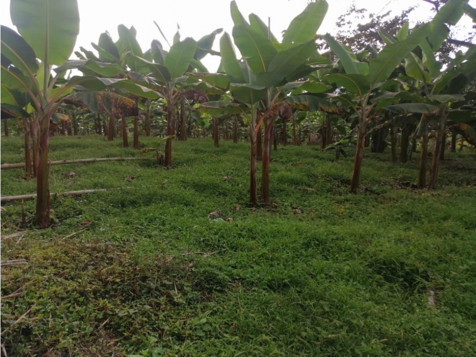 SE VENDE LOTE EN KM 34 EL PALMAR-DAGUA - 4