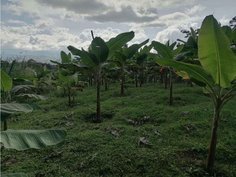SE VENDE LOTE EN KM 34 EL PALMAR-DAGUA - 5