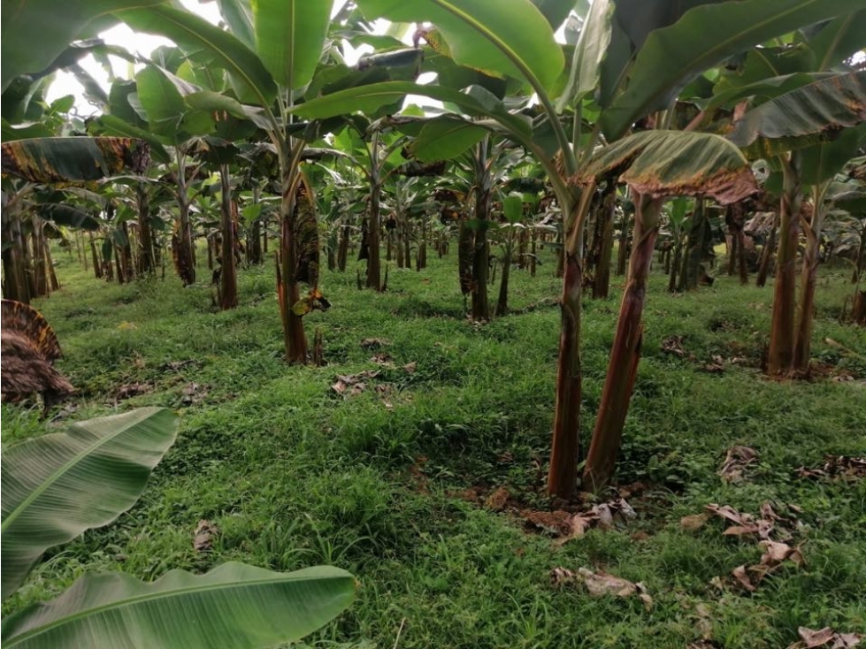 SE VENDE LOTE EN KM 34 EL PALMAR-DAGUA - 6