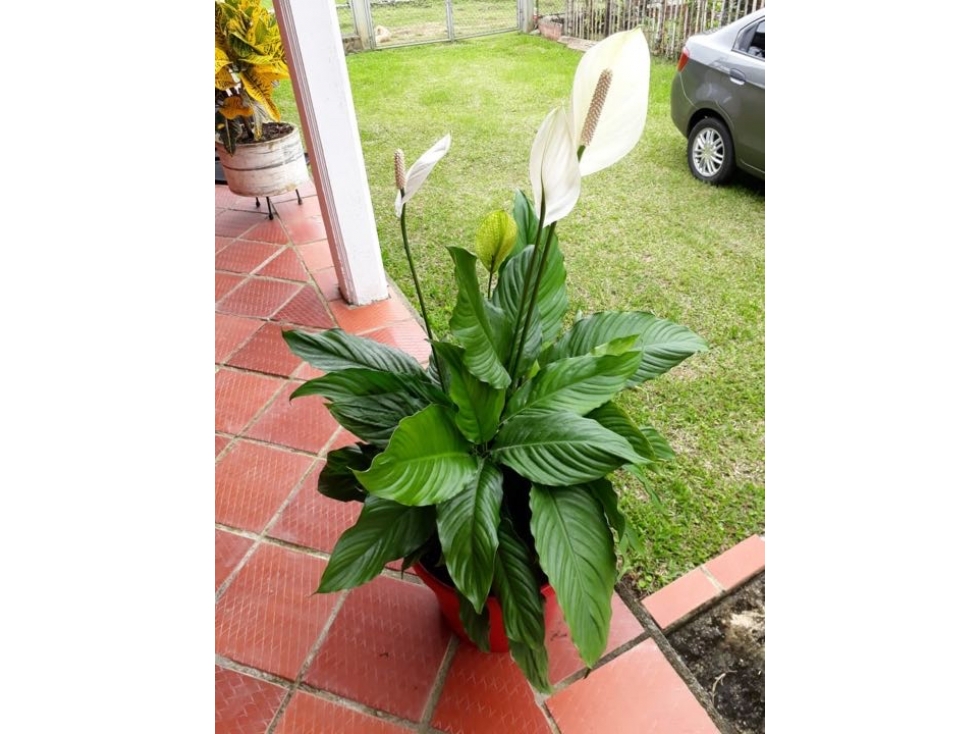 SE VENDE CASA CAMPESTRE EN QUEREMAL KD CW7311641 - 6