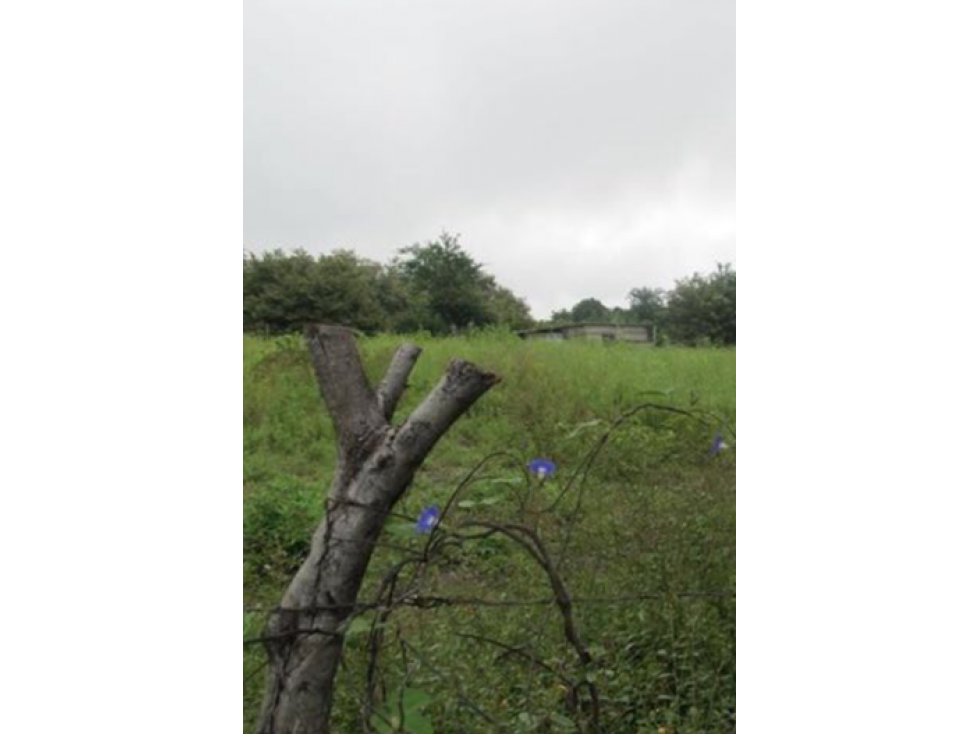 Terrenos en venta en Xochicalco - 1