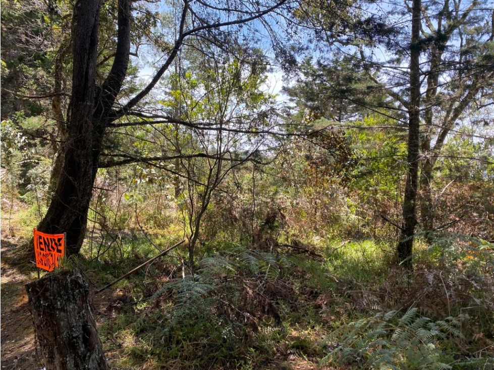 Vendo Lote 25000 metros Alto de la Virgen Guarne — foto 3