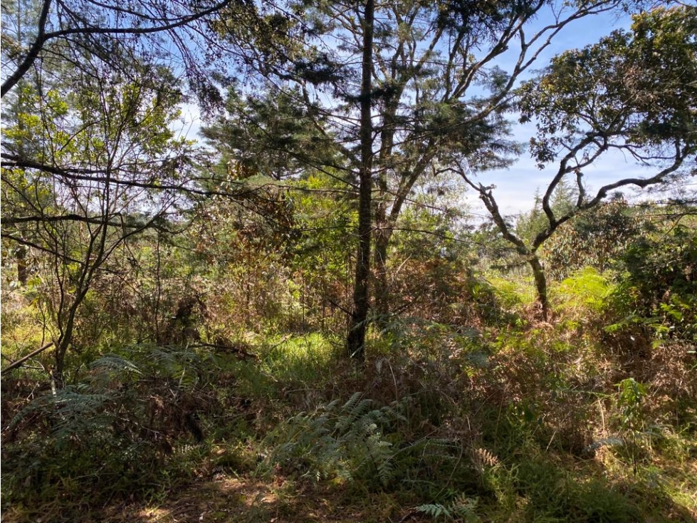 Vendo Lote 25000 metros Alto de la Virgen Guarne — foto 4