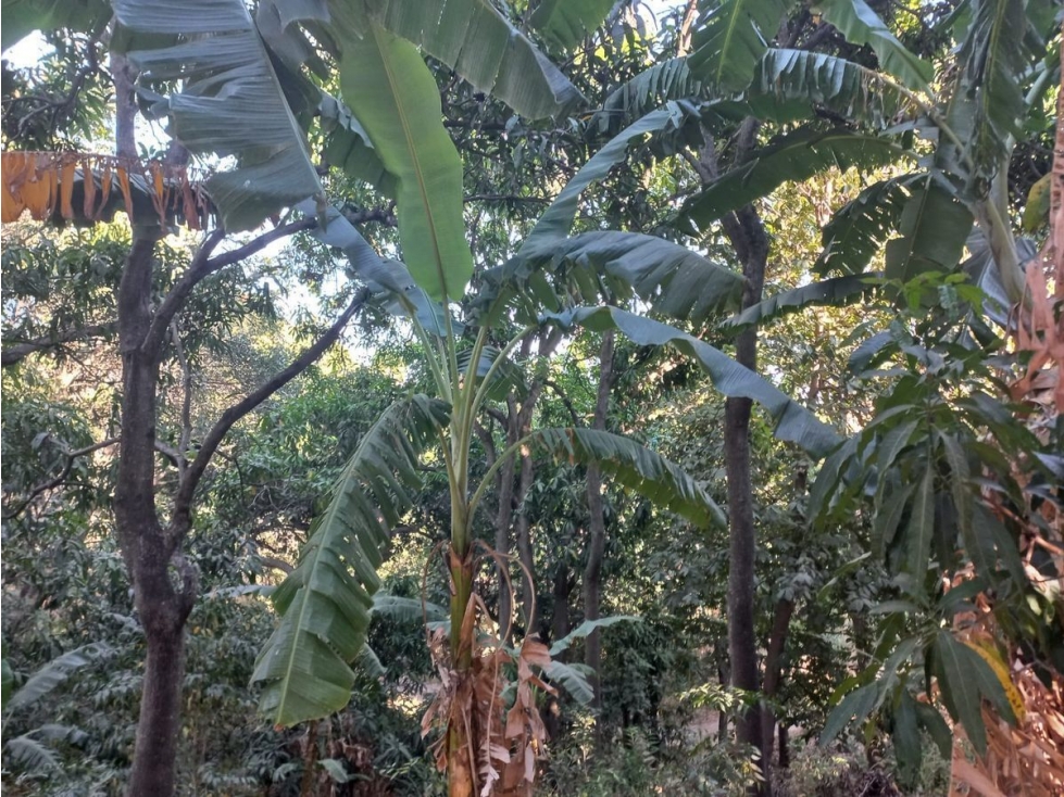 TERRENO EN VENTA EN FRANCISCO DE IXCATÁN - 2