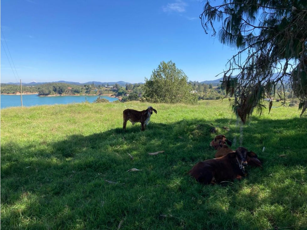 VENTA DE ESPECTACULAR LOTE EN EL PEÑOL CCZ - 3