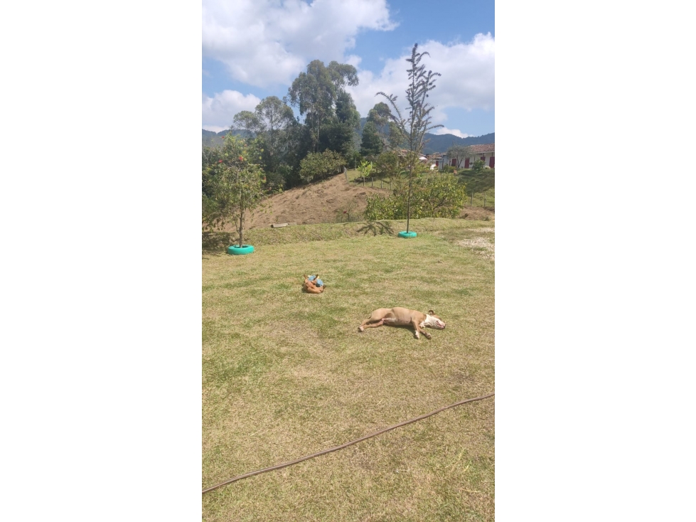 FINCA EN VENTA EN SAN VICENTE — foto 6