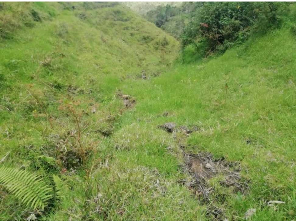 Venta de finca de producción en el Retiro, Antioquia — foto 5