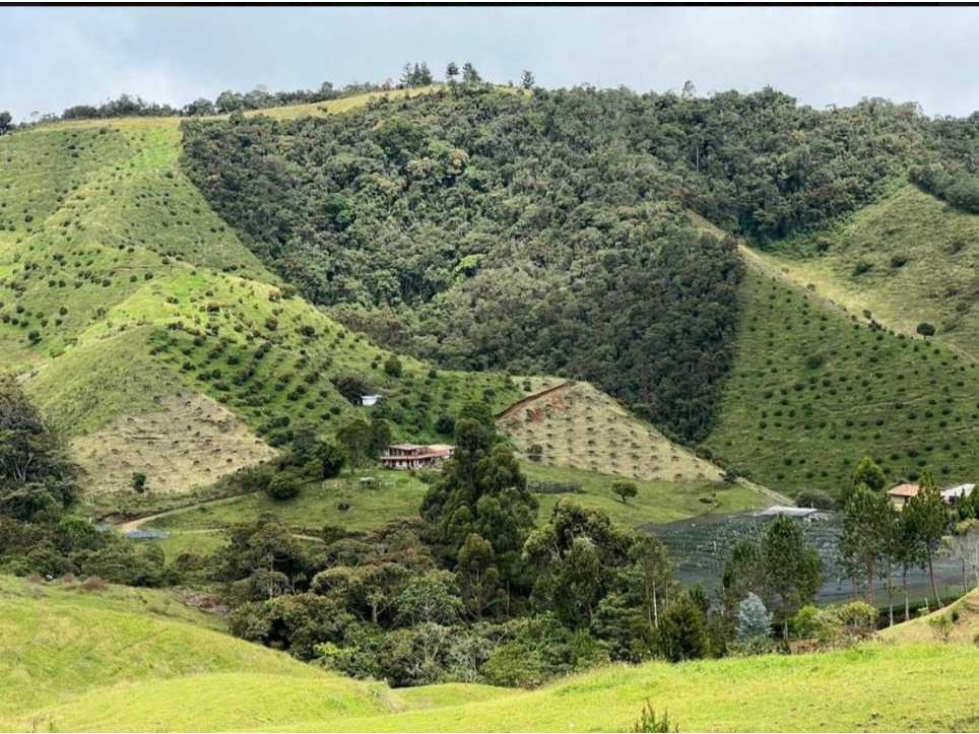 Venta de finca de producción en el Retiro, Antioquia — foto 6