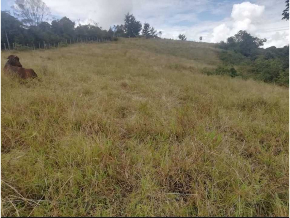 Venta de finca de producción en el Retiro, Antioquia — foto 4