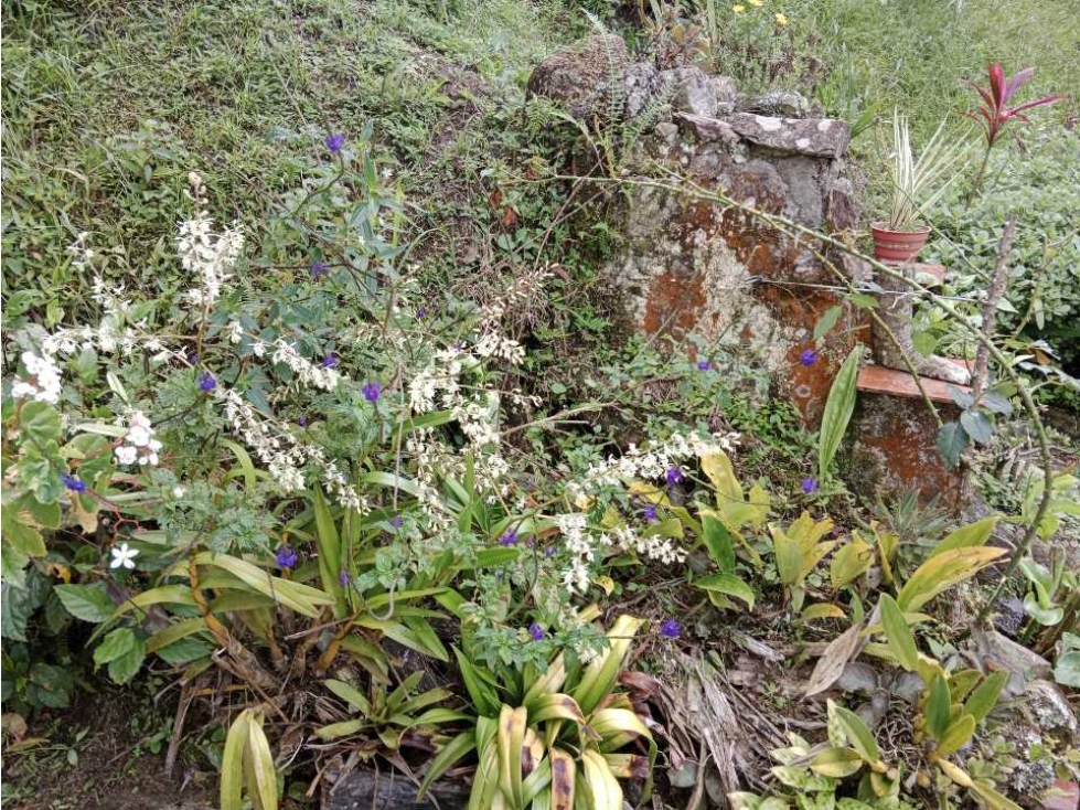 Venta de finca autosostenible en Palmitas, Vereda Urquita, Med — foto 6