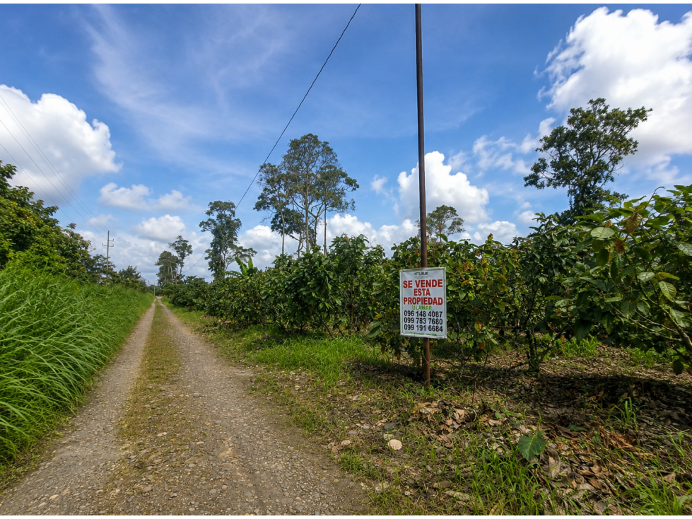 EN VENTA 1 HA + 3,000 M2 CON CULTIVO DE CACAO JOYA DE LOS SACHAS - 1