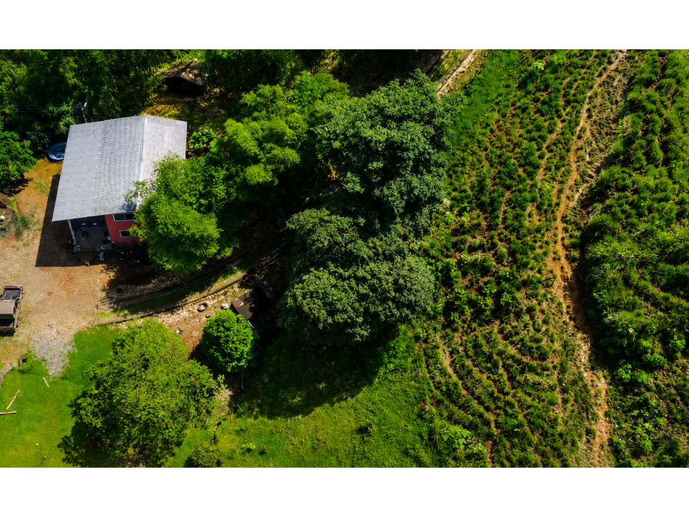 FINCA GANADERA EN VENTA SECTOR PROGRESO, LA PUYO - 3